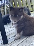 finsk lapphund valpar