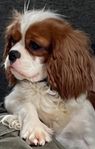 cavalier King Charles Spaniel tik