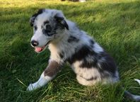 Border Collie Echo