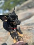 Chihuahua Black/Tan