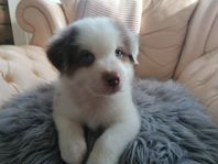 Australian shepherd 