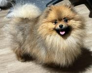 Pomeranian Skk 