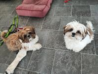 Shih Tzu renrasiga valpar