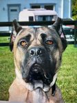 Cane Corso valpar