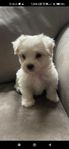 Coton de tulear valpar