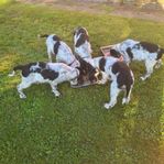 Engelsk springer spaniel 