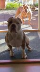 American Bully/valpar