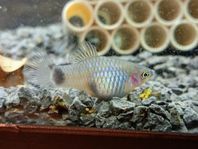 Silverfärgade platy 5-10 kr st