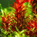 Rotala Rotundifolia 'Blood Red' Akvarieväxt 