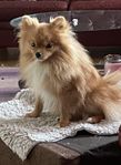 Pomeranian hane 