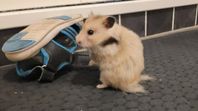 guldhamster