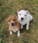 Staffordshire bullterrier 