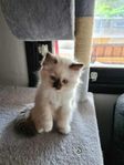 Helig birma/Ragdoll kattungar 