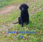 Flatcoated retriever 