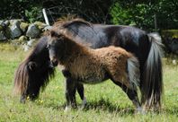 Mini Shetlands Stoföl född Juni 2024