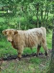 Tjurkalvar Highland cattle