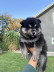 Finsk lapphundvalp SKK, TIK 5 veckor just nu 