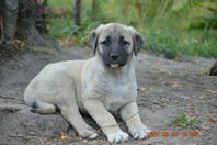 Kangal - lugn o klok vakthund