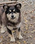 Finsk Lapphund hane 6 mån