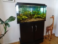 Akvarium