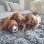 Underbara Cavalier King Charles Spaneil valpar 