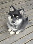 Finsk Lapphund valp