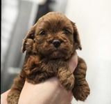 Cavapoo F1 Kennel 