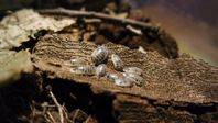 Porcellio Laevis `Dairy Cows´ Säljes. Egen uppfödning.