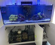 Red Sea reefer 450l med sump