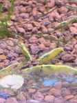 Neocaridina räkor - röda, gula, gröna, blå