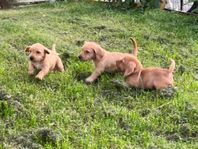 Basset fauve de bretagne