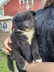 Finsk lapphund hane 8v