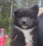 Finsk lapphund hane 8v