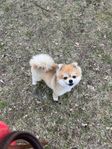 Omplacering Pomeranian hane 3,5 år