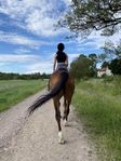 Giveaway recreational horse