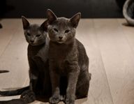 Russian Blue