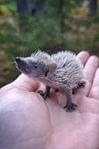 lesser tenrec/tenrek/tenrekigelkotte