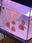 Discus yngel 4-6cm