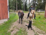 Islandshäst. 14 årigt 5 gångssto