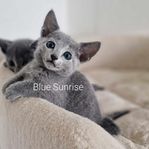 Russian Blue kattungar