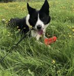 Border collie avelshane till parning