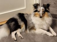 sheltie tik blue merle 