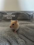 Hamsterungar