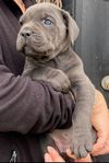  Cane Corso tikvalp med SKK stamtavla