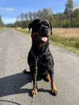 Rottweilertik 4 år SKK - registrerad 