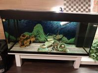 Aquarium 100x40x50 + 