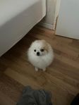 pomeranian 