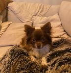 långhårig chihuahua 1,5 år