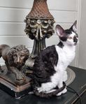 Cornish Rex 