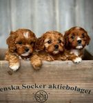 F1 Cavapoo valpar